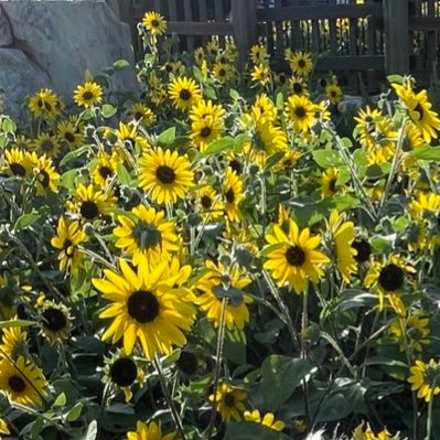 aaii8uupp's profile picture. 成人済み