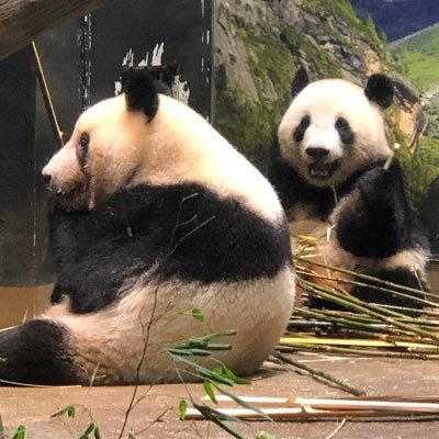 ぱんれい🐼🌻🥕 (@KvMu57BajQtn76u) / Posts / X