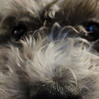 random_videos(@PawsomePupTube) 's Twitter Profile Photo