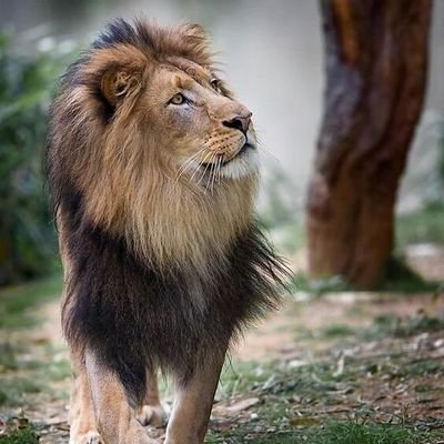 FearlessINDIAN3's profile picture. चमचे दूर रहें, अपमान हो सकता है