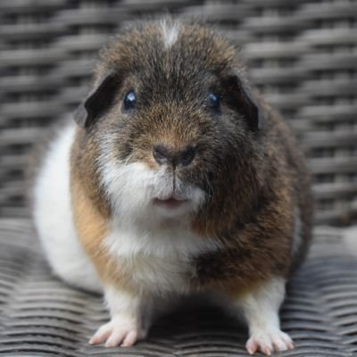 Just a page dedicated to 16 Guinea Pigs