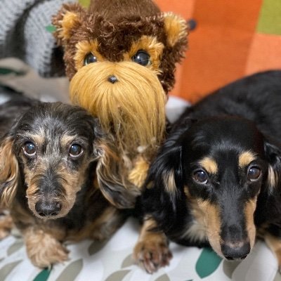 unamaro8823's profile picture. 固定写真は私がポートレートに目覚めた写真📷成人式の前と後で写真を撮ってほしいと✨コーディネートも考えて髪飾りから帯まで全部用意して🥹思い出のいっぱい詰まった作品