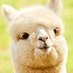 알파카가세상을구한다 (@st_alphaca) Twitter profile photo 알파카가세상을구한다 (@st_alphaca) Twitter profile photo