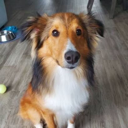 CooperTheDogCR's profile picture. Official Cooper, Follow socials here
----》   
https://t.co/gS2VWJOPN3
 @B_radCR