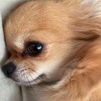 Chihuahua World(@chihuahuaworld7) 's Twitter Profile Photo