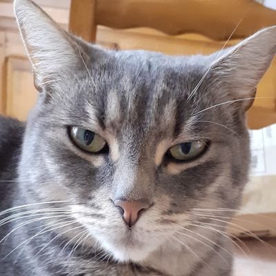 tonyzetoile's profile picture. A guy who talks about things...