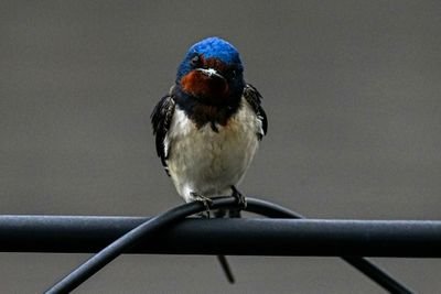 野鳥の写真をただただただあげます。下手の横好きなのでご了承下さい。
無言フォロー歓迎　　
DMはNG　来ても返さないかも