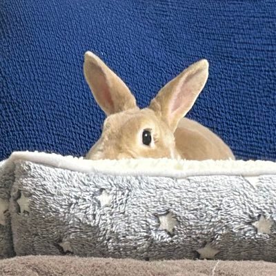 japan_alm's profile picture. 2017年8月からクリプトやってます。当初は随分と養分になりましたが、しぶとく生きています。高級車とか贅沢品は買うのをやめてます。タバコもやめました。