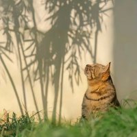 タケノコ🎋 シャー ฅ(`ꈊ´ฅ) (@takenoko_616) 's Twitter Profile Photo タケノコ🎋 シャー ฅ(`ꈊ´ฅ) (@takenoko_616) 's Twitter Profile Photo