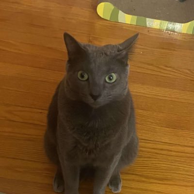 notkailol1's profile picture. Meow