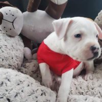 smack (@smackisfree) 's Twitter Profile