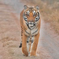 Jayesh Jain (@jainjayesh) 's Twitter Profile