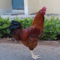 ICAR-Directorate of Poultry Research, Hyderabad (@icarpoultry) Twitter profile photo