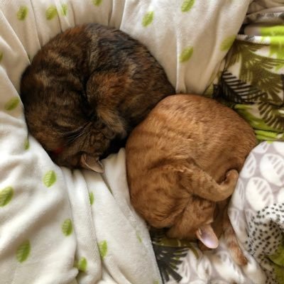 tmnjf950's profile picture. 