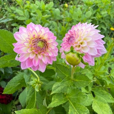 Grows some Dahlias and a few chrysanths, amongst other things. https://t.co/Twl1yuGu28