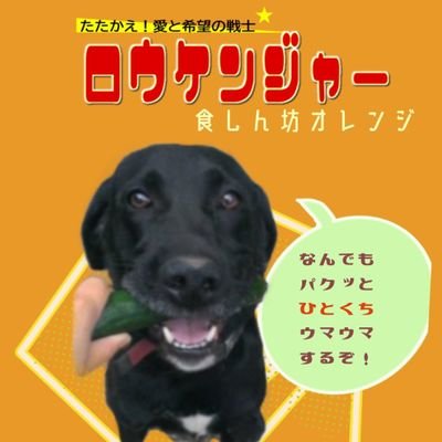 無邪気な永遠の15歳児(2022.04.02に🌈組さんに編入)のラブ（お兄ちゃん）と可愛いは正義な15歳のお姫様チワワ(2023.08.30に🌈組さんに編入)

ゴルパピ似な小型犬MIX🐶保護っ子のサンタくん推定3ちゃい🍀身体は大人、心は赤ちゃん🐶(2023.12.24から我が家のアイドル🌟)