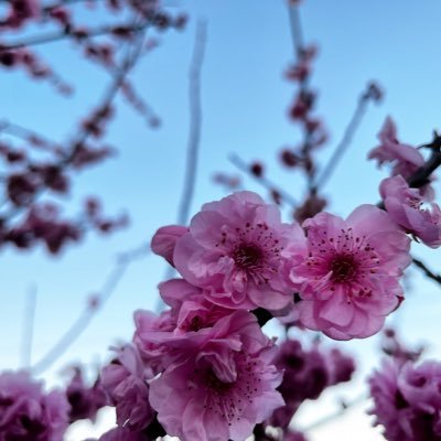 Bloss_em's profile picture. 