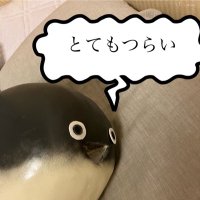 シャカリキバンバ (@rsmith_2023) 's Twitter Profile