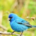 Bluebird (@Bluebirnissan) Twitter profile photo