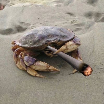 BanishedCrab Profile Picture