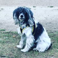 Lesley White (@reggiemollieros) 's Twitter Profile
