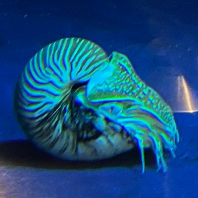 hassaku_tcbn's profile picture. 趣味用ロム専垢、20↑