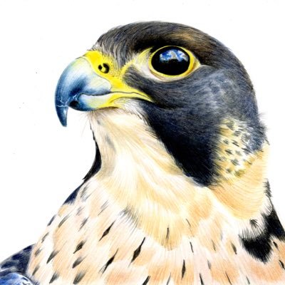 #Devon based #Artist specialising in #pencil #drawings of #pets & #wildlife. Also @CazHallArt@socel.net https://t.co/9bGvmIloip Tweets & views my own.