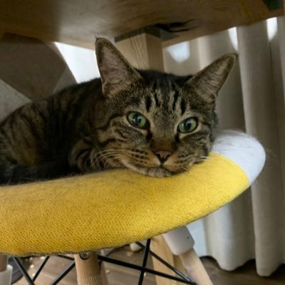 msA3WJPWXTN1qZU's profile picture. 札幌市民。東京都府中市出身。