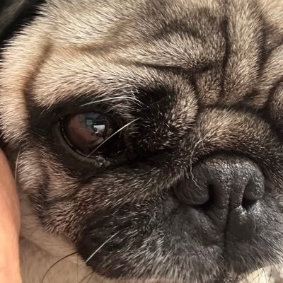 wifwaf1's profile picture. 