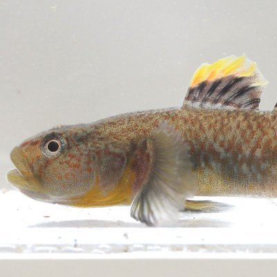 釣り好き大学生。生物垢に移行しつつある