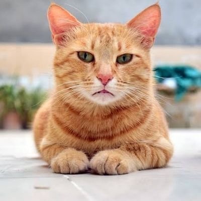the purrfect account to show to your parents to let them know why they beutiful catsu 😺❤️