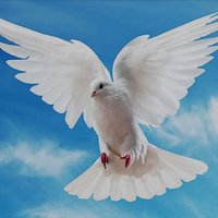 Robin (@romarox369) 's Twitter Profile