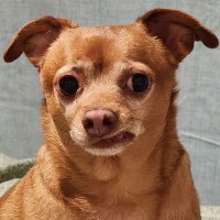 Chihuahua Community(@Chihuahua_cm) 's Twitter Profile Photo