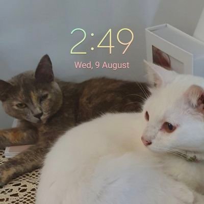 Microbiologist by day, Cat butler come night. Covid stage 5 survivor. GOT7. #sufiasaniGO