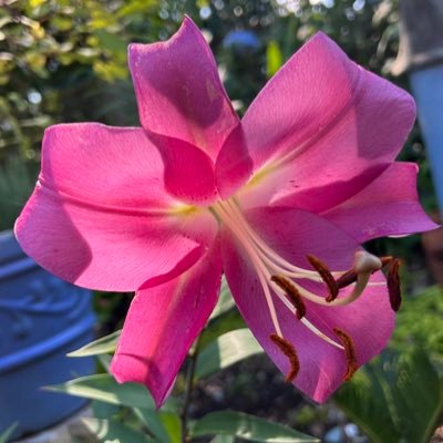 #Flowers #plants #cactus #tropicals #gardening #gingers #Horticulturist All photos are from #mygarden https://t.co/YKj4oeb4Ya beachglass_gardener