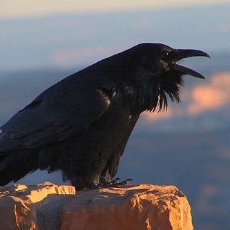 I am a messenger crow