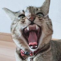 こにゃんゴー (@konyangou) 's Twitter Profile