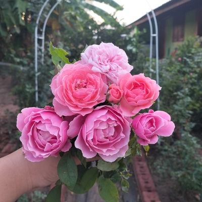 Cherrose🌹さんのプロフィール画像