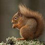Nature Watcher (@nature_watcher) 's Twitter Profile