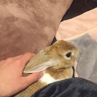 dokodokousagi's profile picture. 😠😎😠