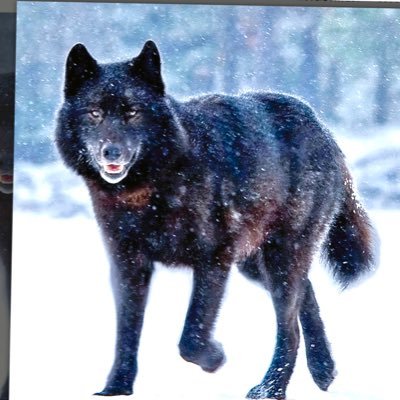 mill_dam_bridge's profile picture. i'm just here