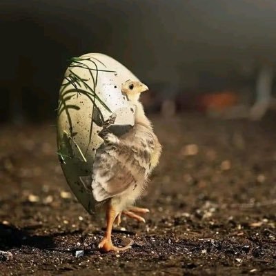 mateaguinea's profile picture. Tabasco