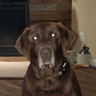 DON'T FOLLOW ME IF U WANT SOMETHING ELSE - NOT INTERESTED- RETIRED, MAGA EXTREME, GOD - FAMILY- COUNTRY, 1ST & 2ND AMENDMENTS, DOGS RULE,