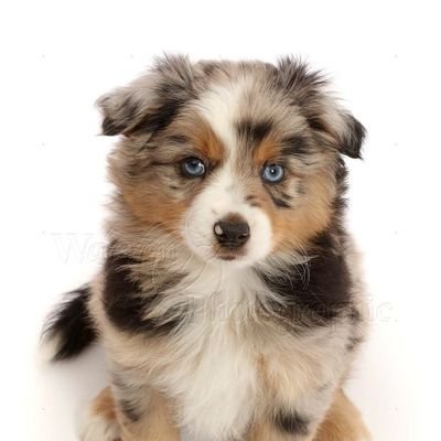 cutestpuppyy Profile Picture