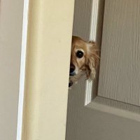 HachiK (@8h4chik) 's Twitter Profile