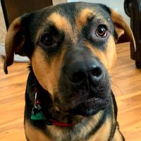 Michael DeBondt (@hellonthered) 's Twitter Profile