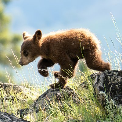 Photos & videos by @brovsky of wildlife in the Western United States with a focus on Yellowstone National Park, Montana, & Wyoming. #KeepItWild