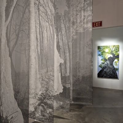 Endlessly fascinated by trees.
Photographing and painting endangered trees
https://t.co/x5wefSXto4
https://t.co/JL3s1rasS5
