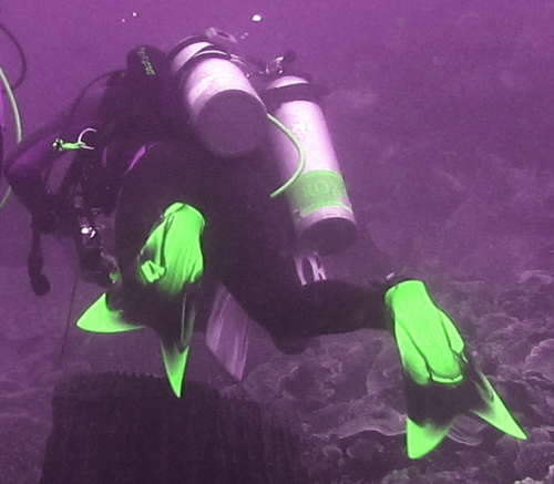 A Husband, A Father, and A Dive Junkie