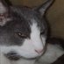 MoonieMoonCat (@nickshergar) Twitter profile photo MoonieMoonCat (@nickshergar) Twitter profile photo